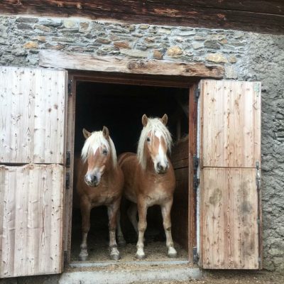 ponys ponys